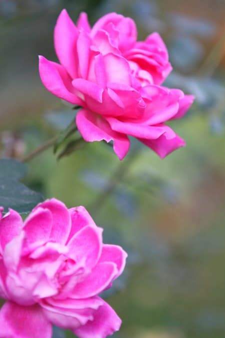 Two Bright Pink Flowers in the Better Homes and Gardens Garden Space