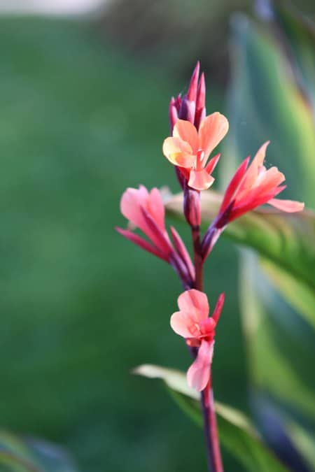 A Freshly Bloomed Pink and Red Flower in the BHG Garden