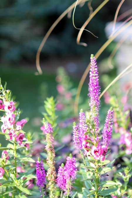 Purple and Pink Flowers in the BHG Outdoor Garden