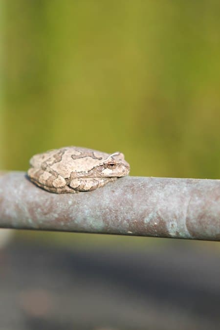 A Little Frog Perched on a Branch By the Garden