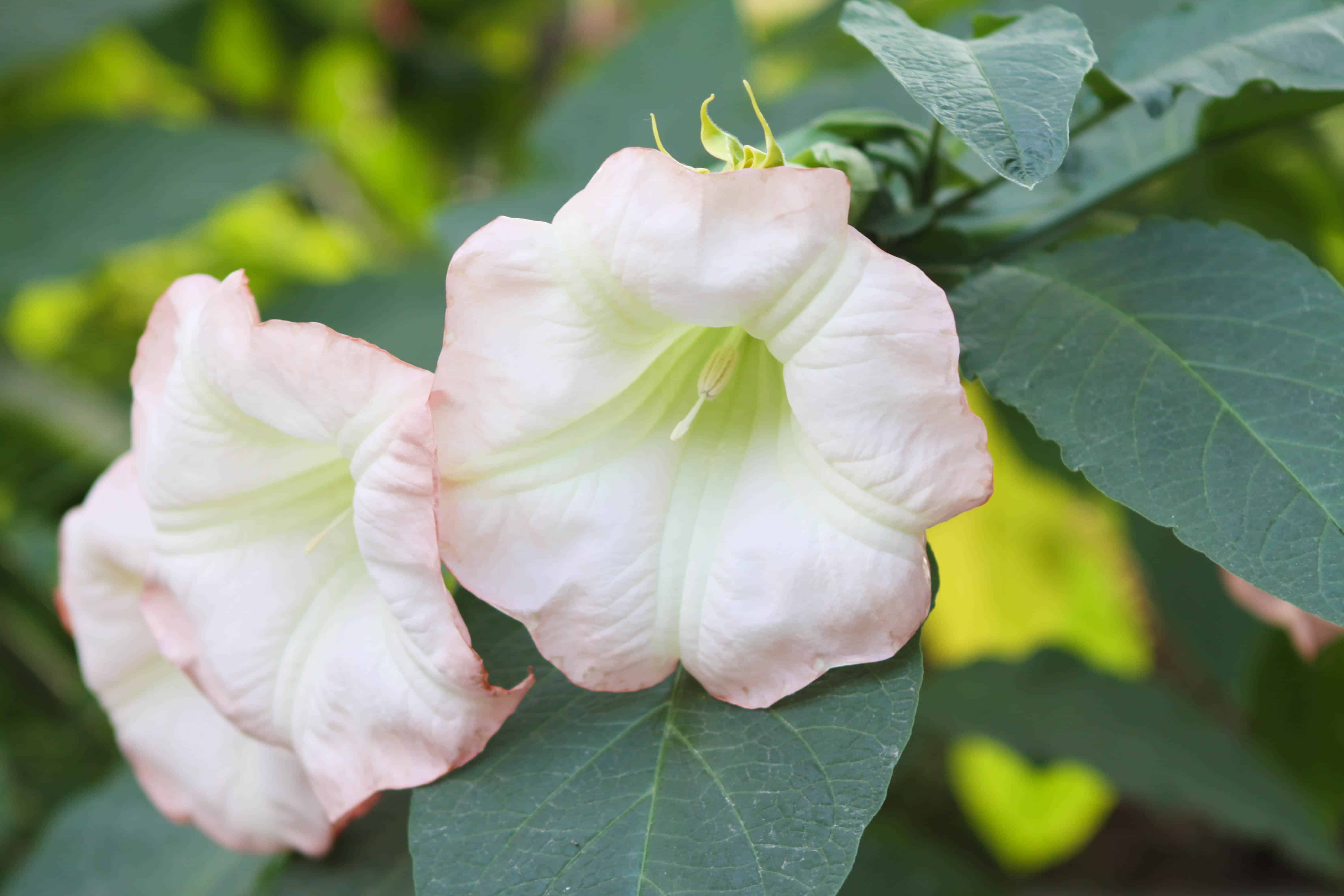 A Close-Up Shot of Two Yellow and Pale Pink Flowers